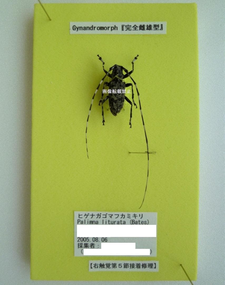【昆虫標本 完全雌雄型 ヒゲナガゴマフカミキリ】