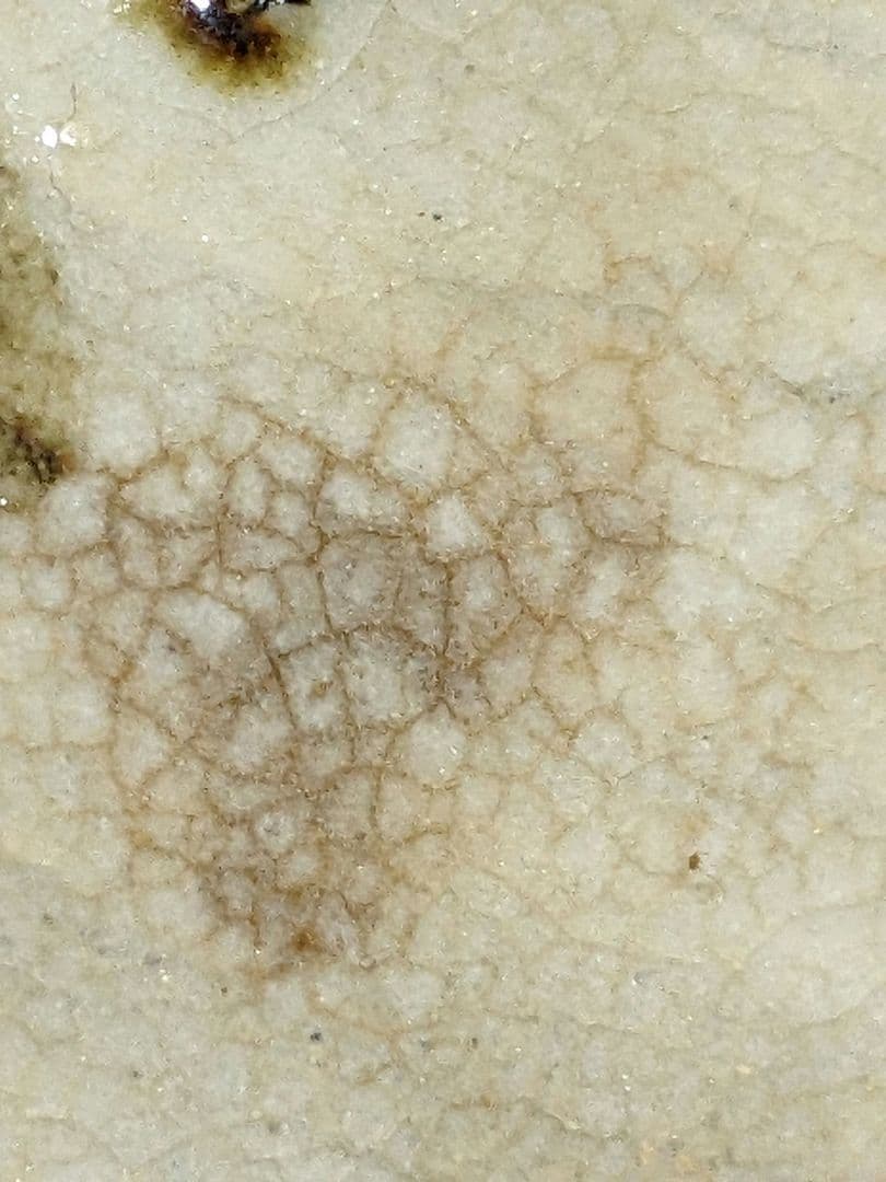 ♦朝鮮 韓国陶磁 鉄絵 秋草文 刷毛目 酒器 徳利 コレクション 骨董品