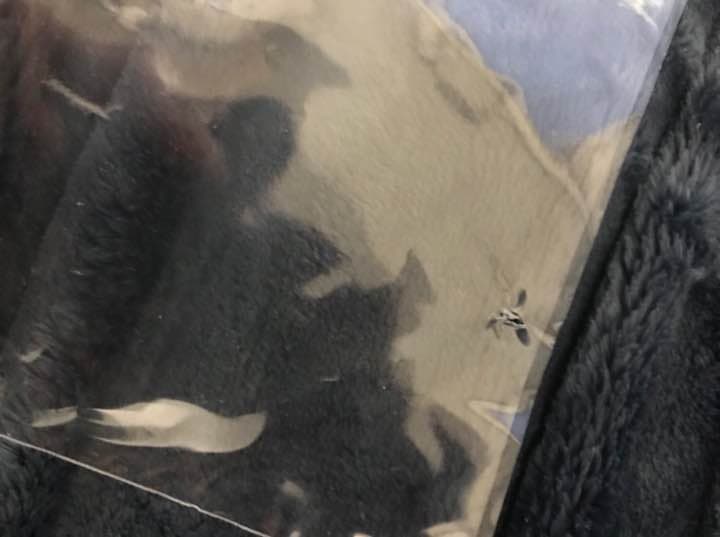 欅坂46 志田愛佳 初期タオル