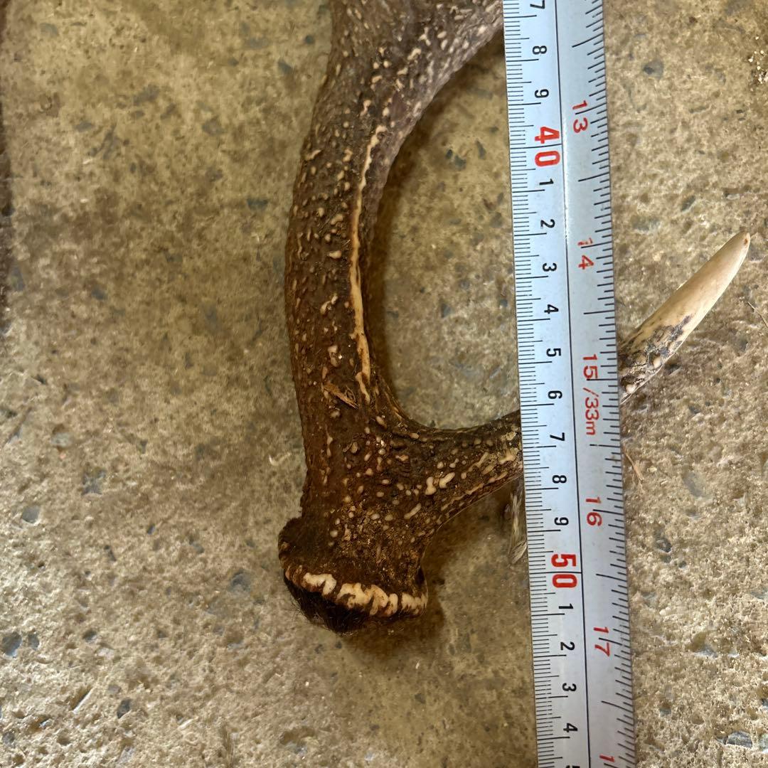 鹿の角2本セット