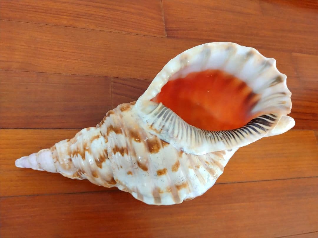 法螺貝 ほら貝 ホラ貝 約1.2キロ 特大 沖縄