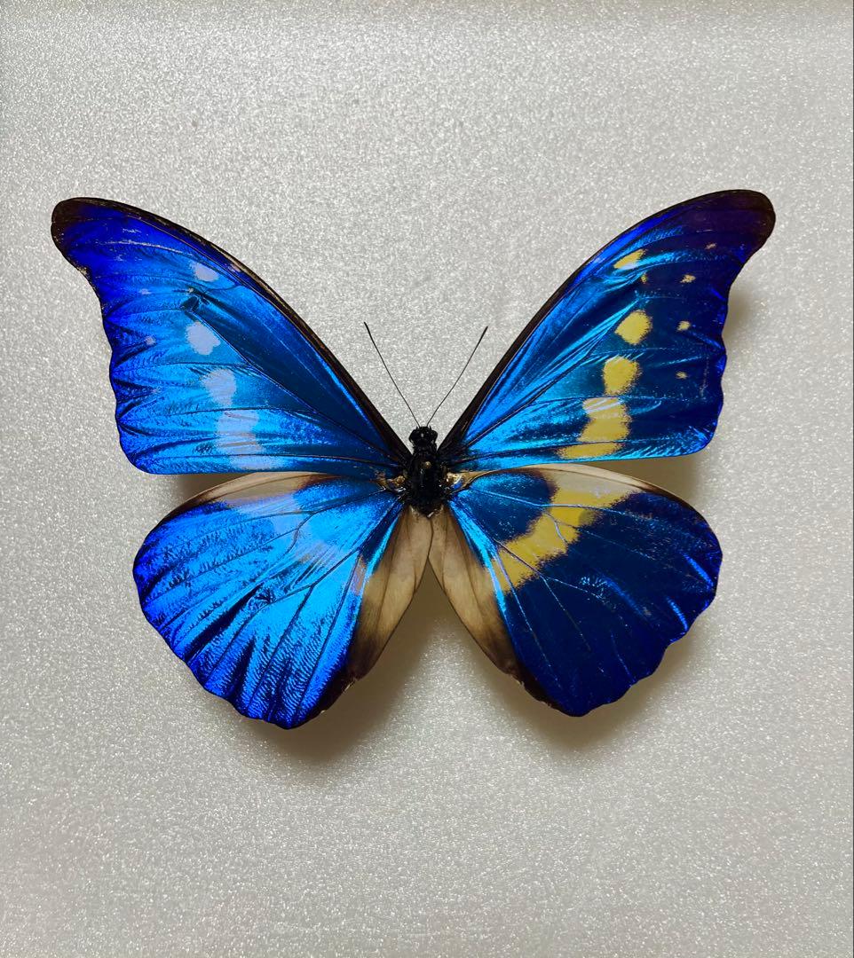 ヘレナモルフォ（ペルー産、オス）