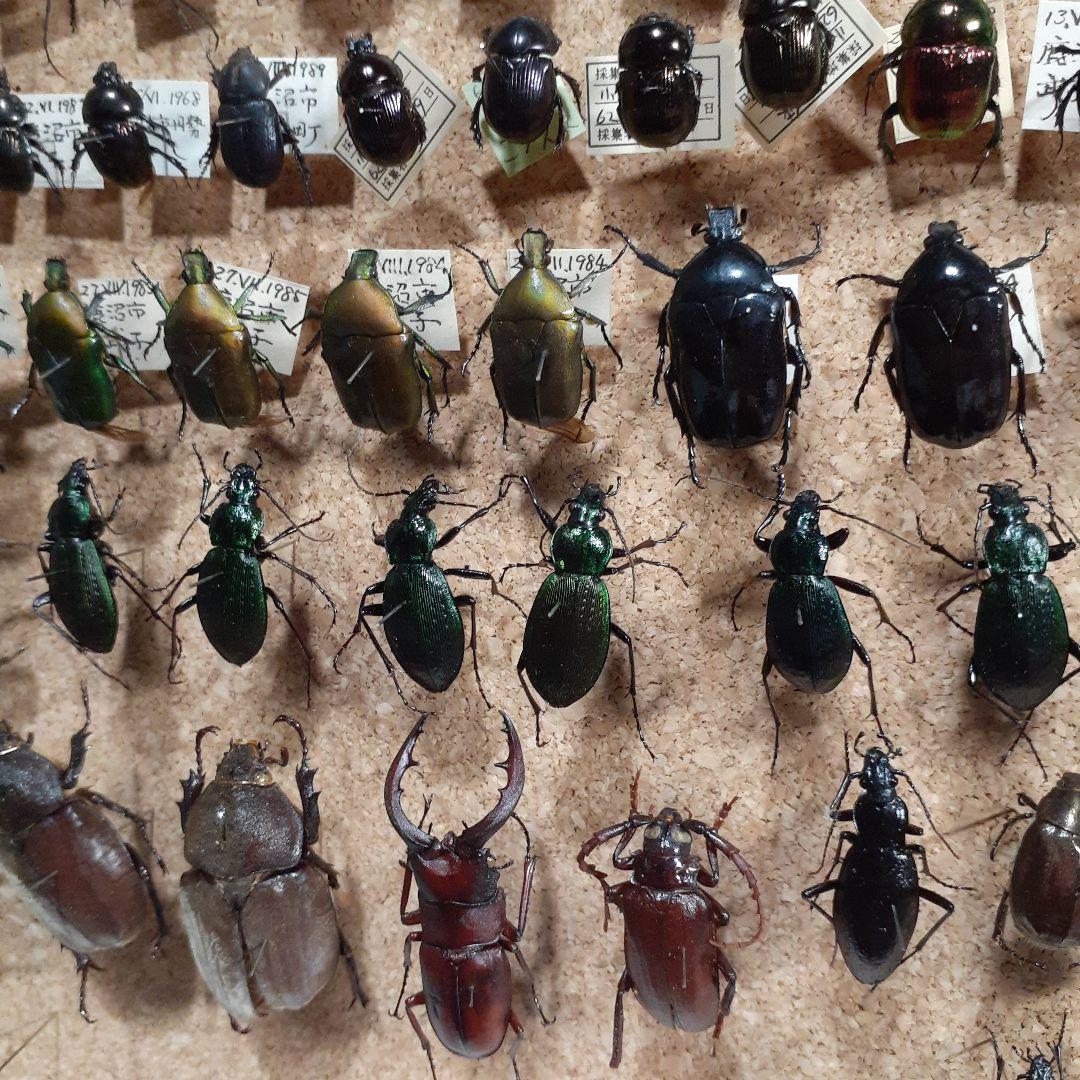 甲虫標本　カミキリムシ、オサムシほか66頭。大型ドイツ標本箱入り