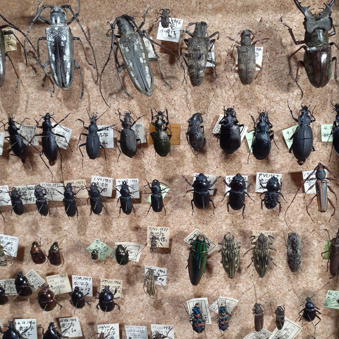 甲虫標本　カミキリムシ、オサムシほか66頭。大型ドイツ標本箱入り