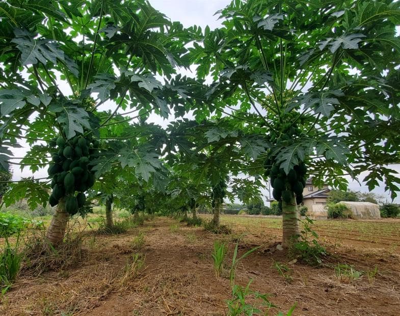 keins様-専用出品　茎１kg　実600g　(国産・高品質)乾燥パパイヤの茎