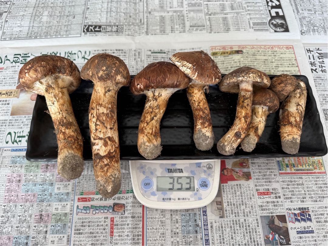 松茸　北海道　300g 訳あり　送料込