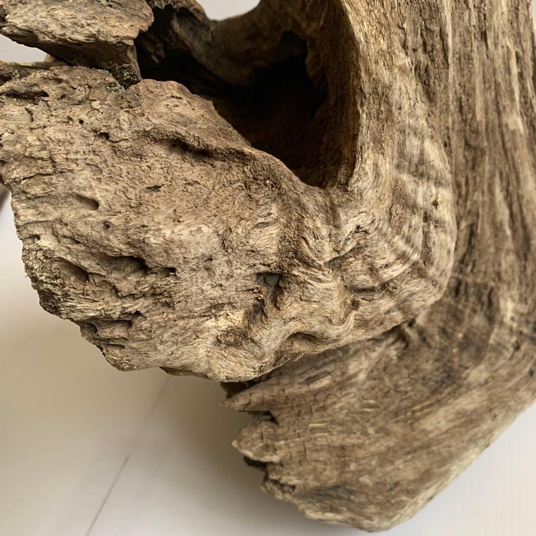 アク抜き済み流木　No.161 超レア型