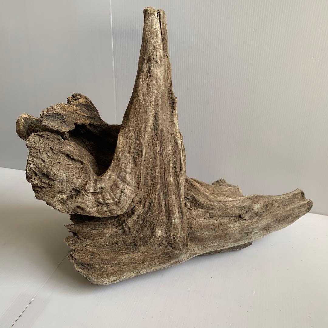 アク抜き済み流木　No.161 超レア型