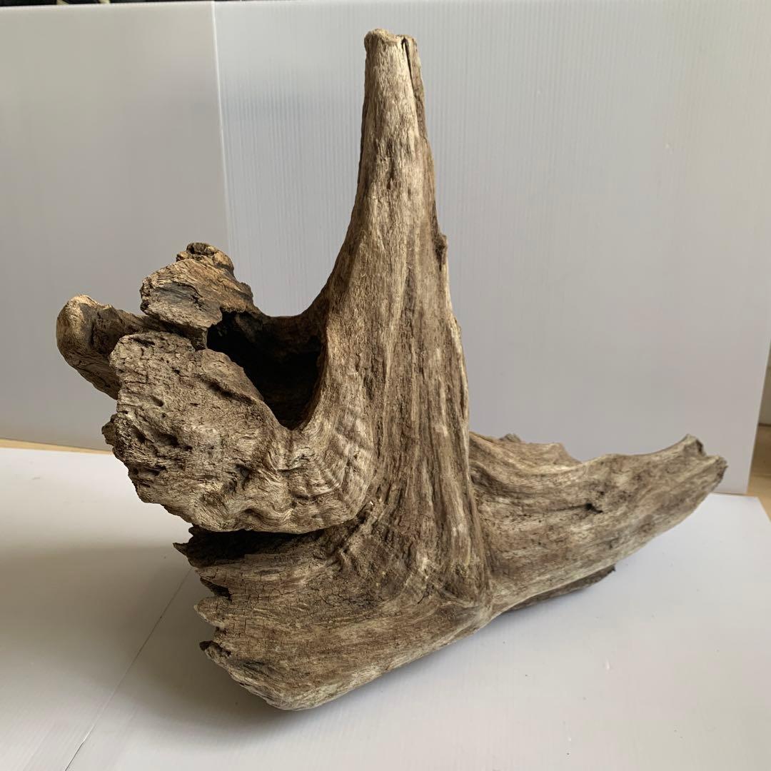 アク抜き済み流木　No.161 超レア型