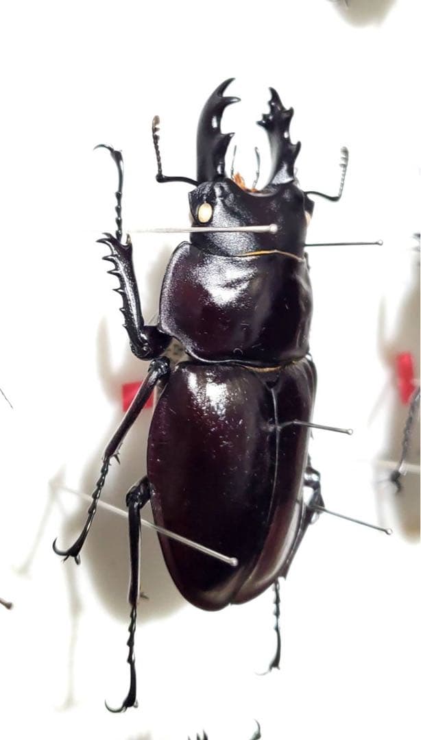 ヤエヤママルバネ 野外品 約60ミリ 西表島産