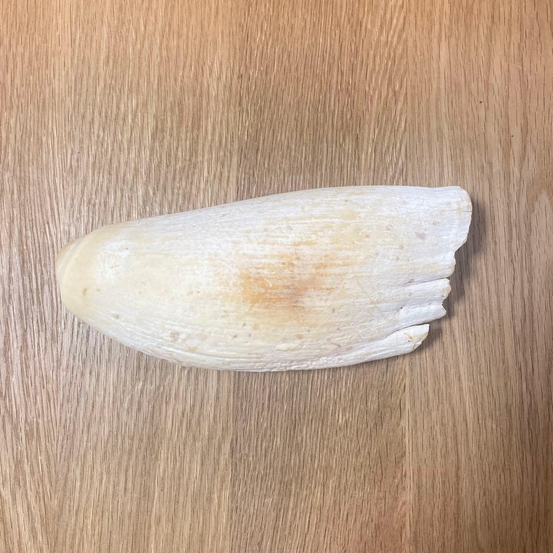 抹香鯨　マッコウクジラ 歯牙 印材 根付 鯨歯 575g