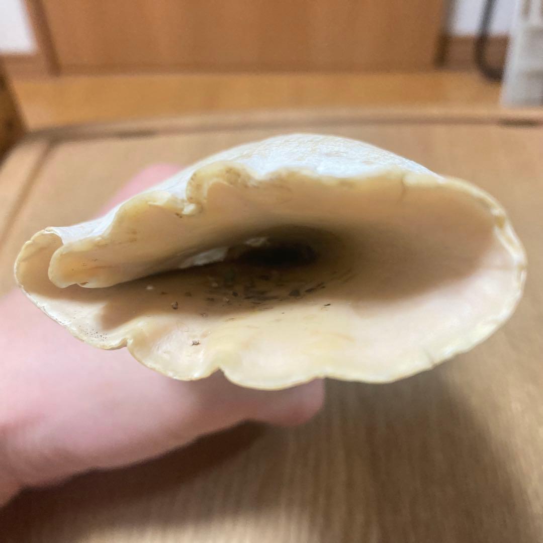 抹香鯨　マッコウクジラ 歯牙 印材 根付 鯨歯 575g