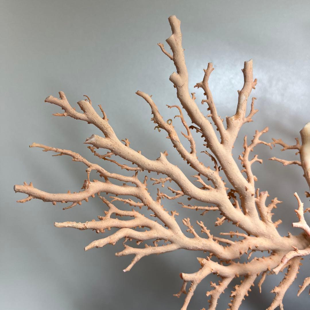 本桃色珊瑚　超特大原木　ガラスケース付　東Y8-0105☆2Fタサオ