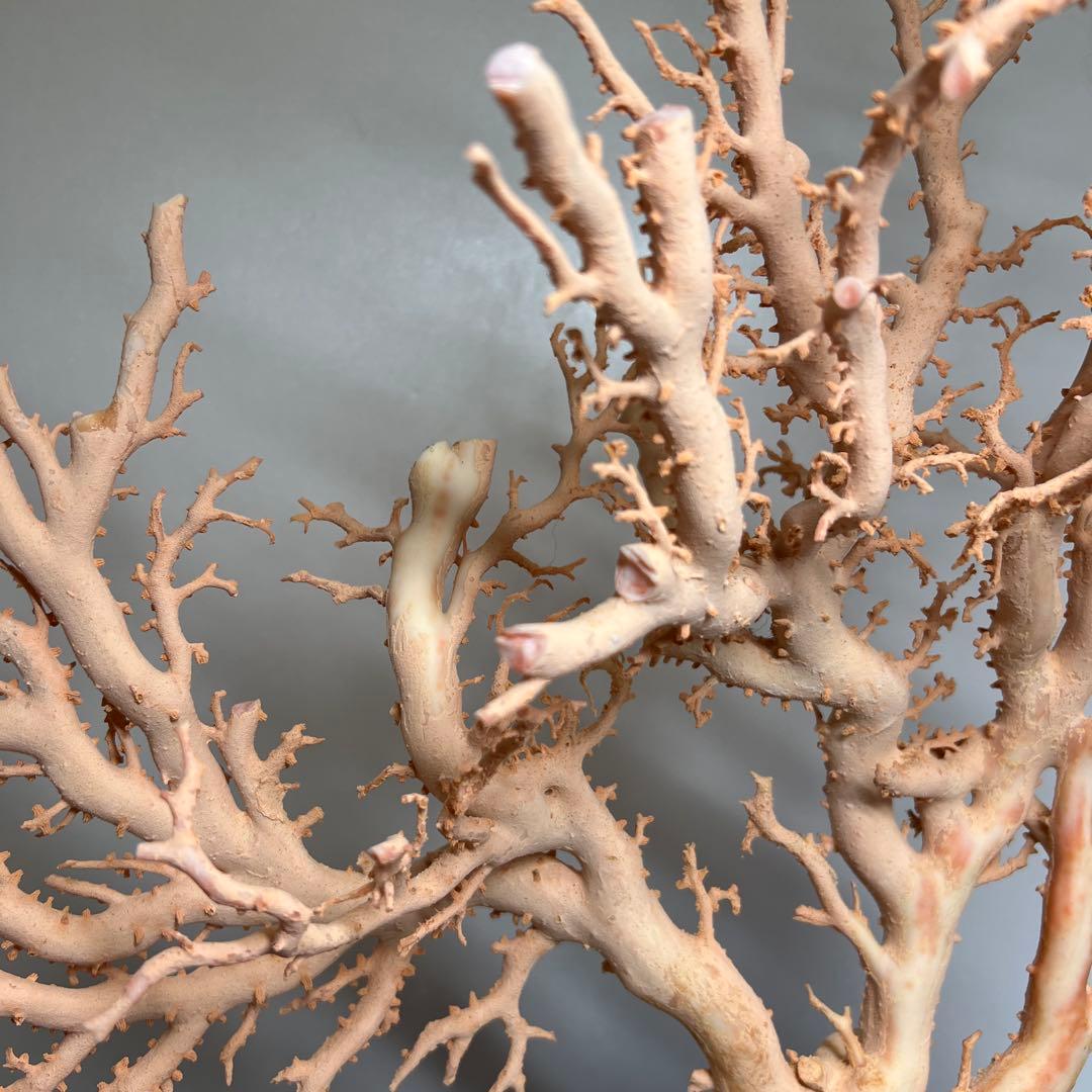 本桃色珊瑚　超特大原木　ガラスケース付　東Y8-0105☆2Fタサオ