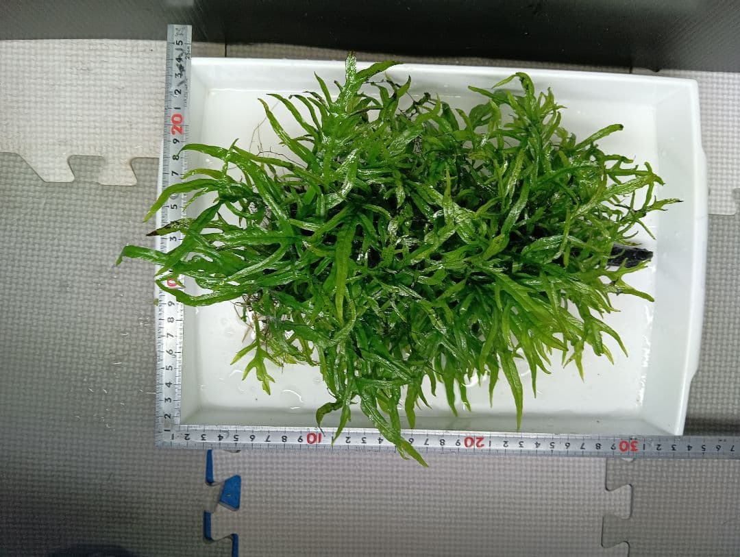 ミクロソリウムsp.サリポイ　流木活着