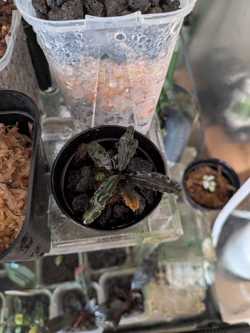 ブセファランドラ　 Diablo　水上葉