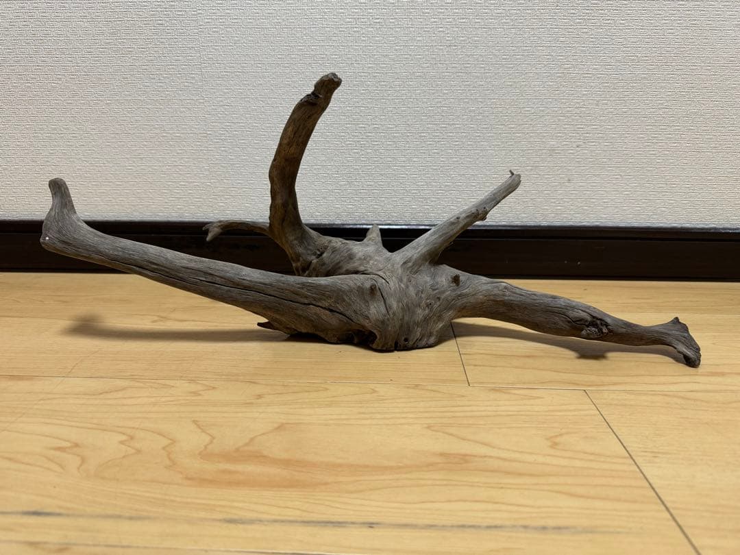 アクアリウム　熱帯魚　レイアウト　流木
