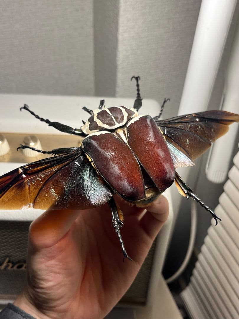 【開翅95mm】ゴライアスオオツノハナムグリWC Goliath 標本