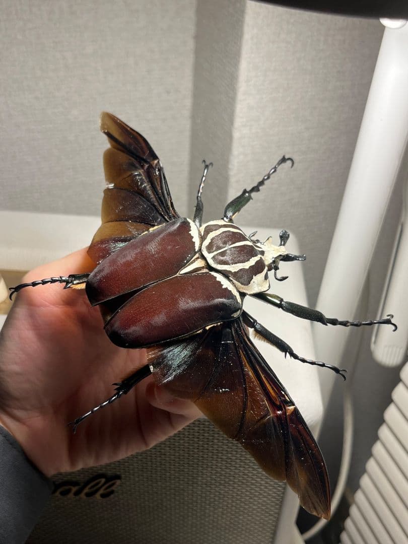 【開翅95mm】ゴライアスオオツノハナムグリWC Goliath 標本