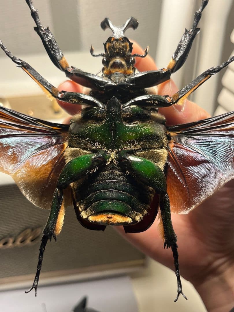 【開翅95mm】ゴライアスオオツノハナムグリWC Goliath 標本