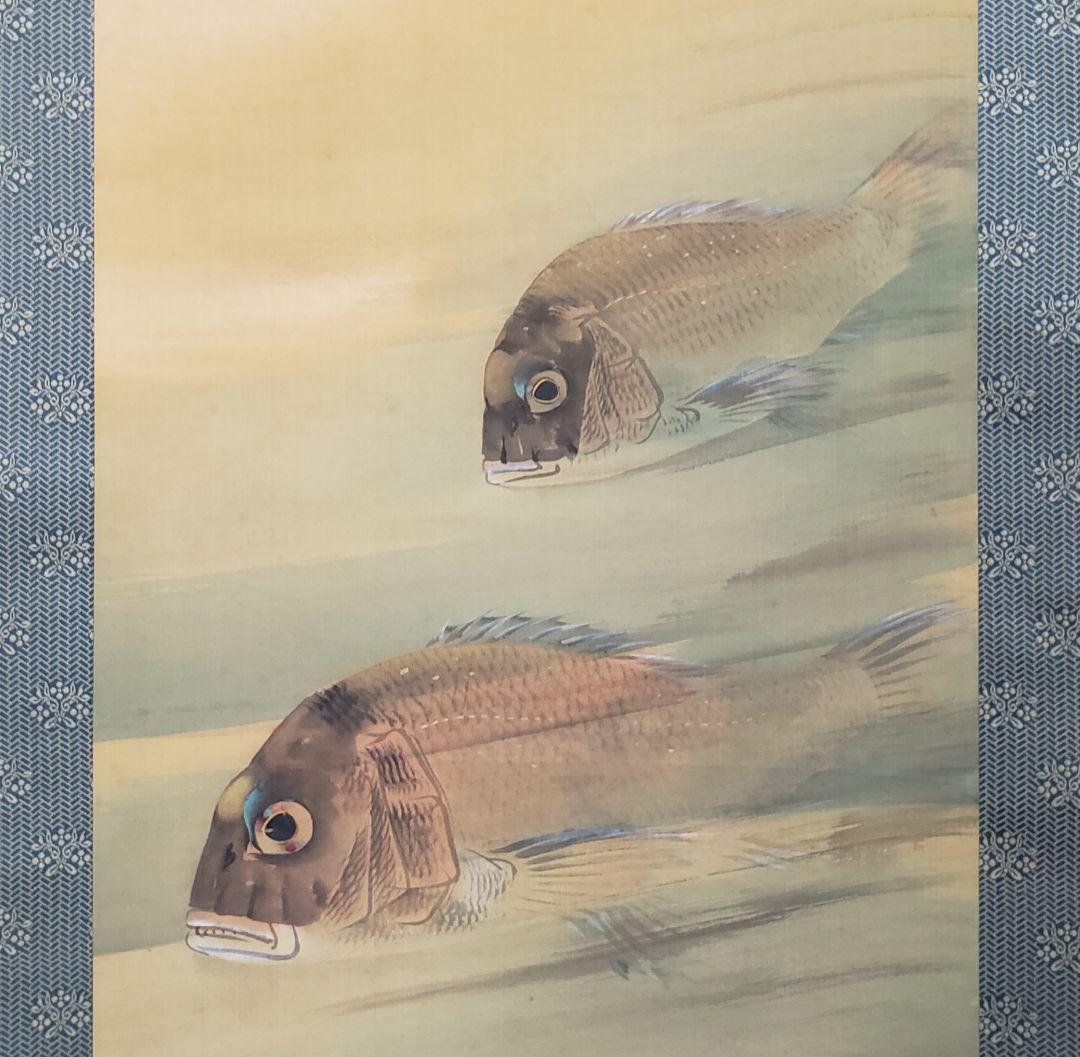 鯛図【洋中赤鬃魚】今井景樹 2600 海中の鯛 共箱　掛け軸　肉筆