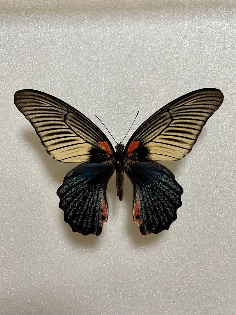 ナガサキアゲハ（メス、タイ産飼育品）