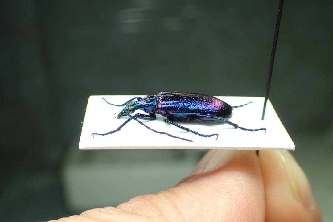 まるで宇宙空間を彷彿とさせられる　豪州の美麗ツチハンミョウ