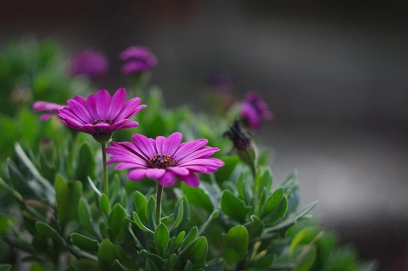 68 【希少】　後期ゼブラ　未使用　ぐるぐるボケレンズ　ヘリオス44-2　M42