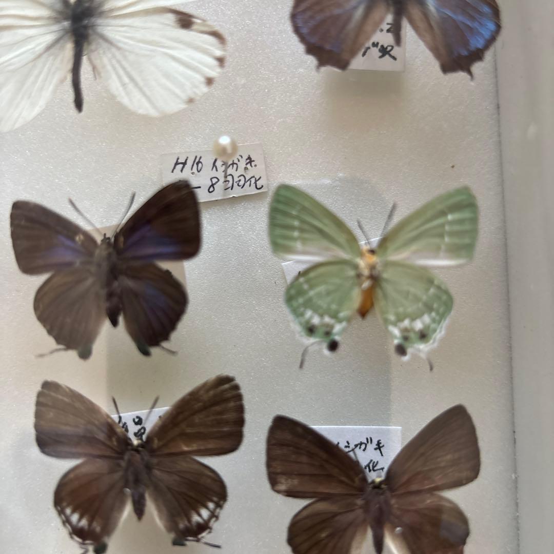 蝶の標本 フレーム入り 多数