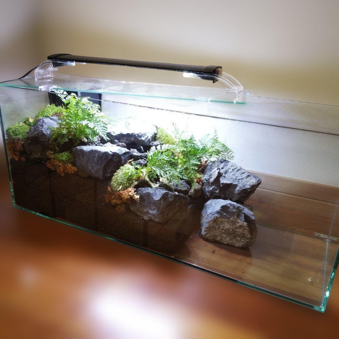 【受注生産】６0センチ水槽アクアテラリウム　イモリウム　苔テラリウム　テラリウム