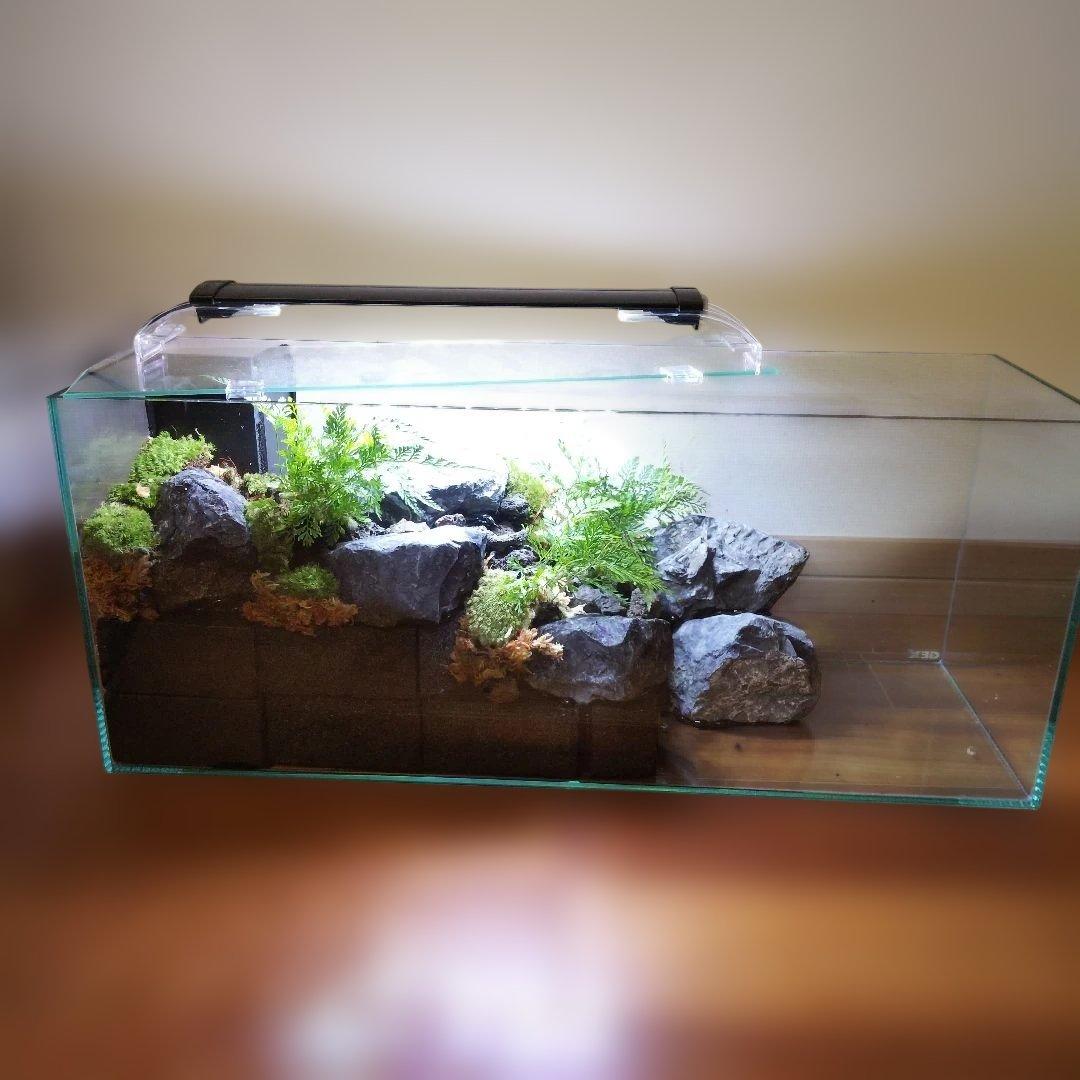 【受注生産】６0センチ水槽アクアテラリウム　イモリウム　苔テラリウム　テラリウム