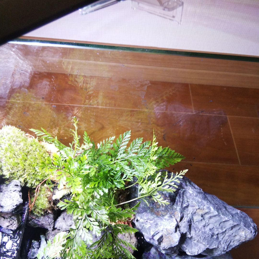 【受注生産】６0センチ水槽アクアテラリウム　イモリウム　苔テラリウム　テラリウム
