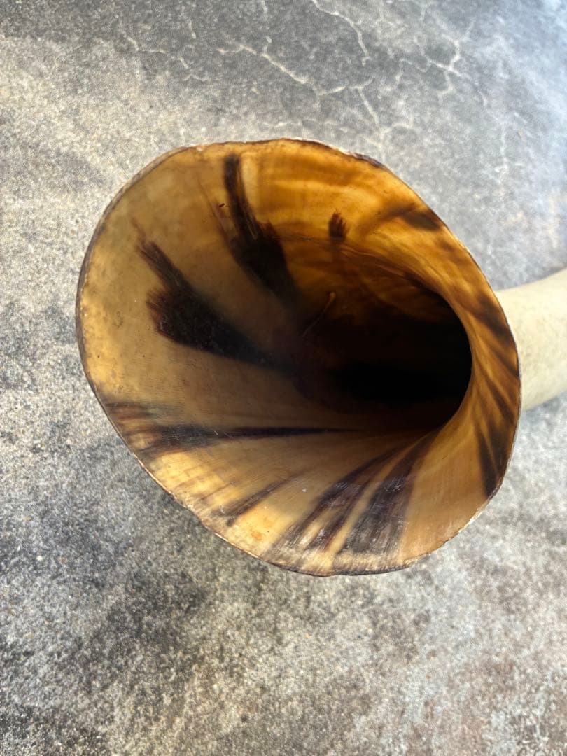 テキサスロングホーン　牛　ツノ　特大　アメリカン　インディアン　剥製