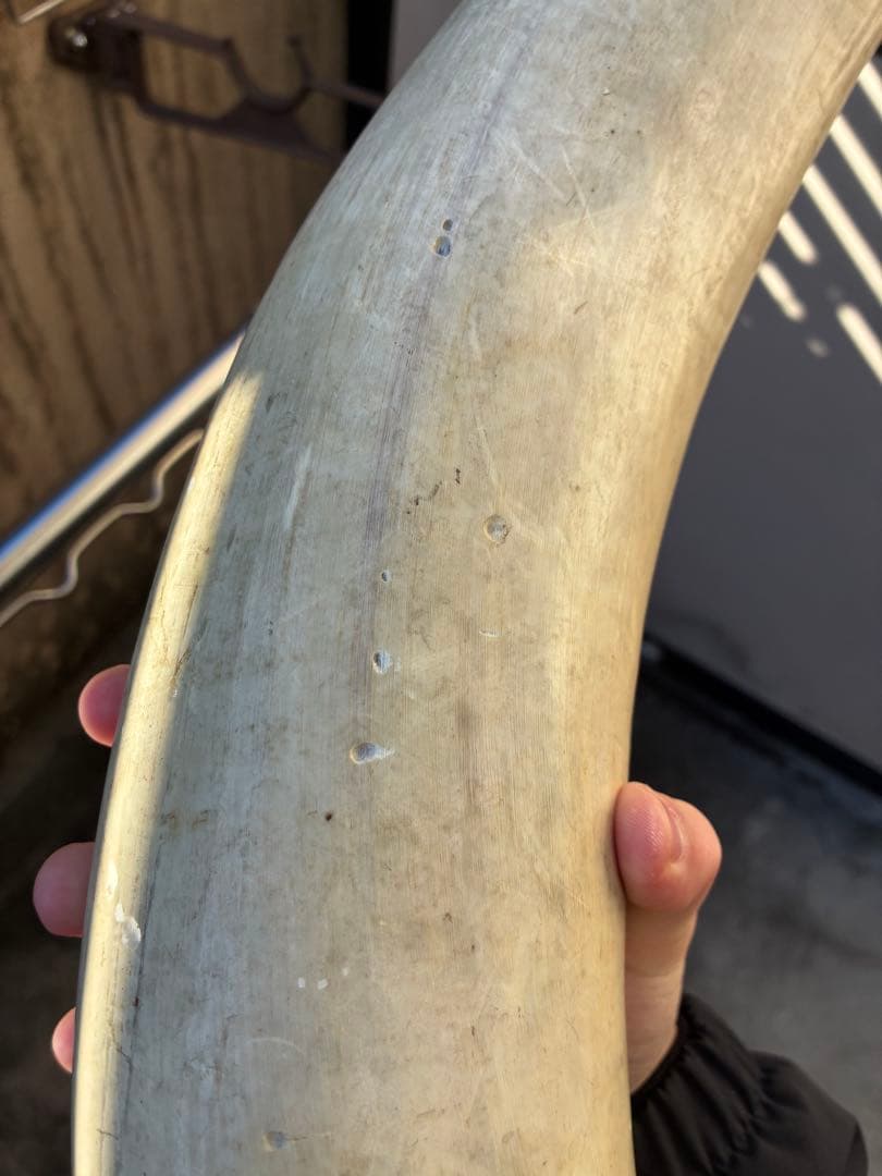 テキサスロングホーン　牛　ツノ　特大　アメリカン　インディアン　剥製