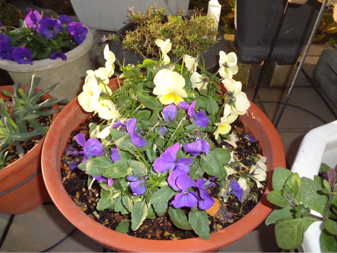 ☆動作OK SONY DSC-WX7 バッテリー&充電器&SDカード付き ピンク