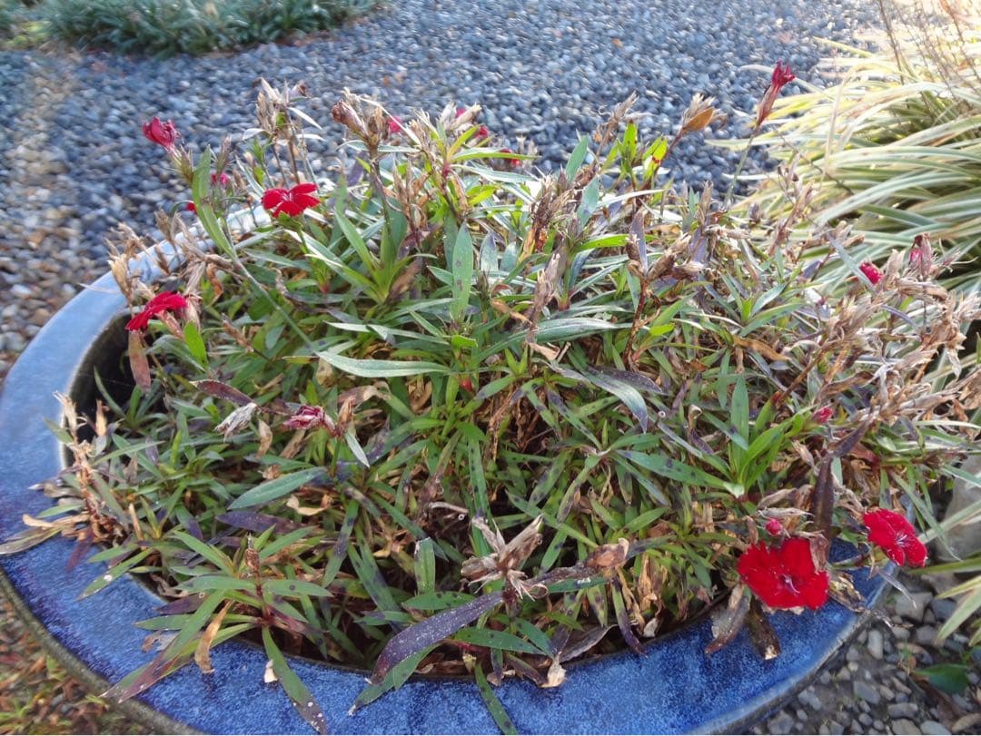 ☆動作OK SONY DSC-WX7 バッテリー&充電器&SDカード付き ピンク