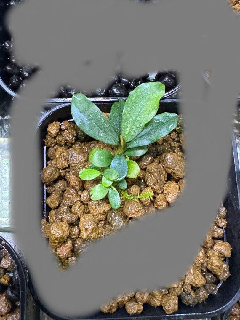 ブセファランドラ sp（銀葉） 1株