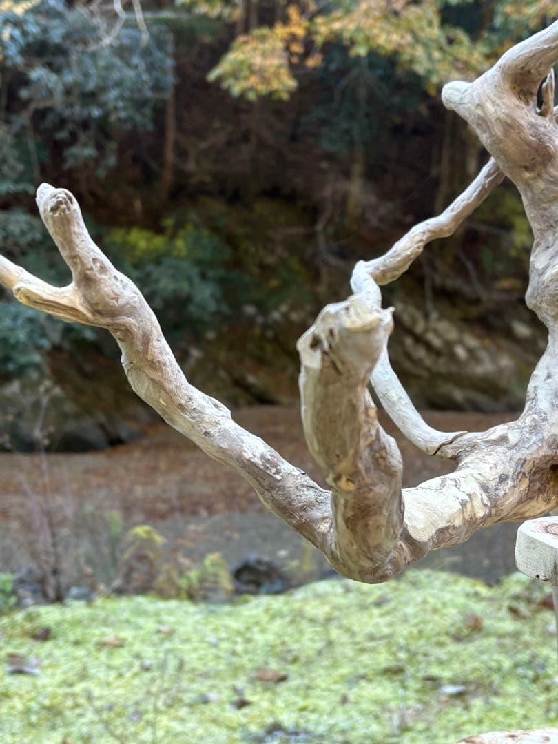ハンドメイド　バードアスレチック　バードジム