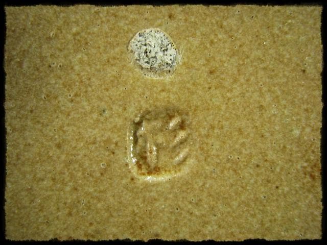 益子焼 杉本浩太郎 色絵 兎紋 角皿 茶道具  d139