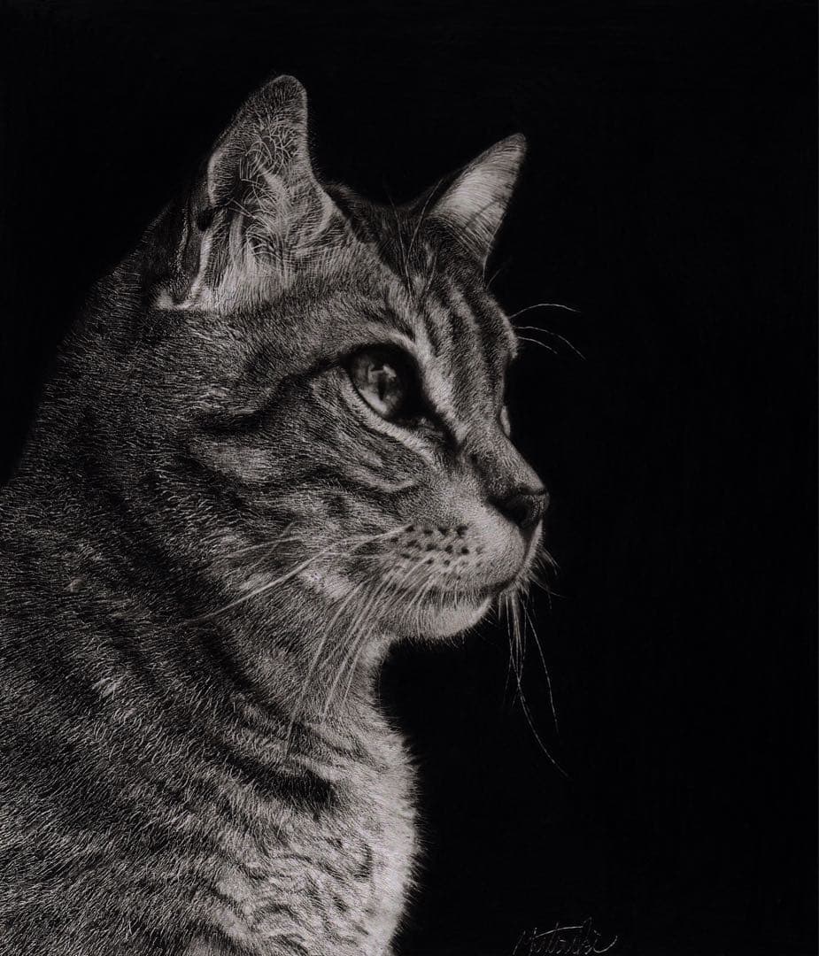 猫 鉛筆画