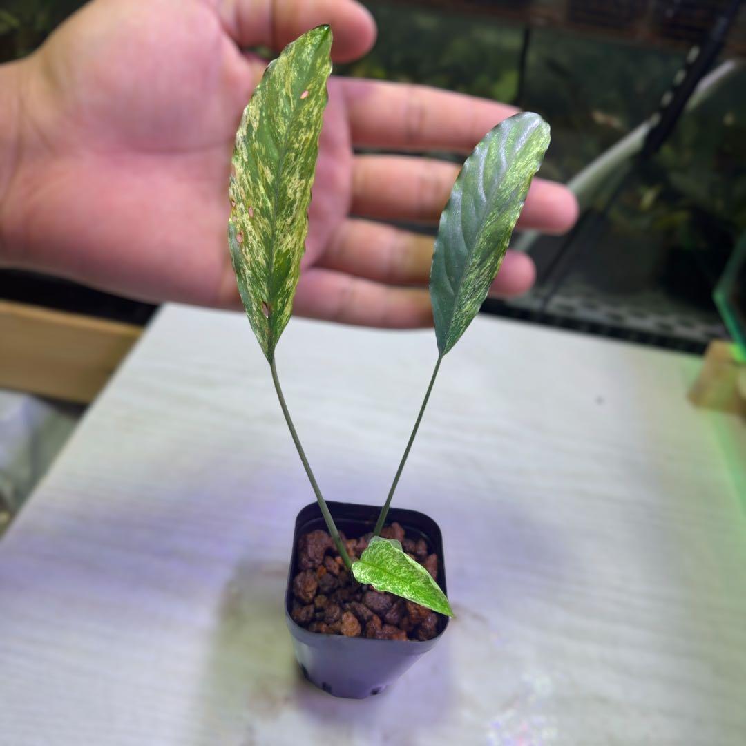 観*目様 ブセファランドラ（斑入り株）Bucephalandra Pipto と