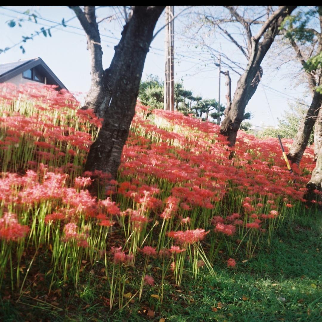 こうぴ　実写確認済 SUPER FUJICA-6