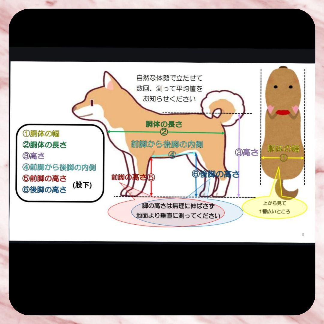 キャバリア4輪　リハビリ　食事補助　犬用車椅子　介護補助　犬の歩行器