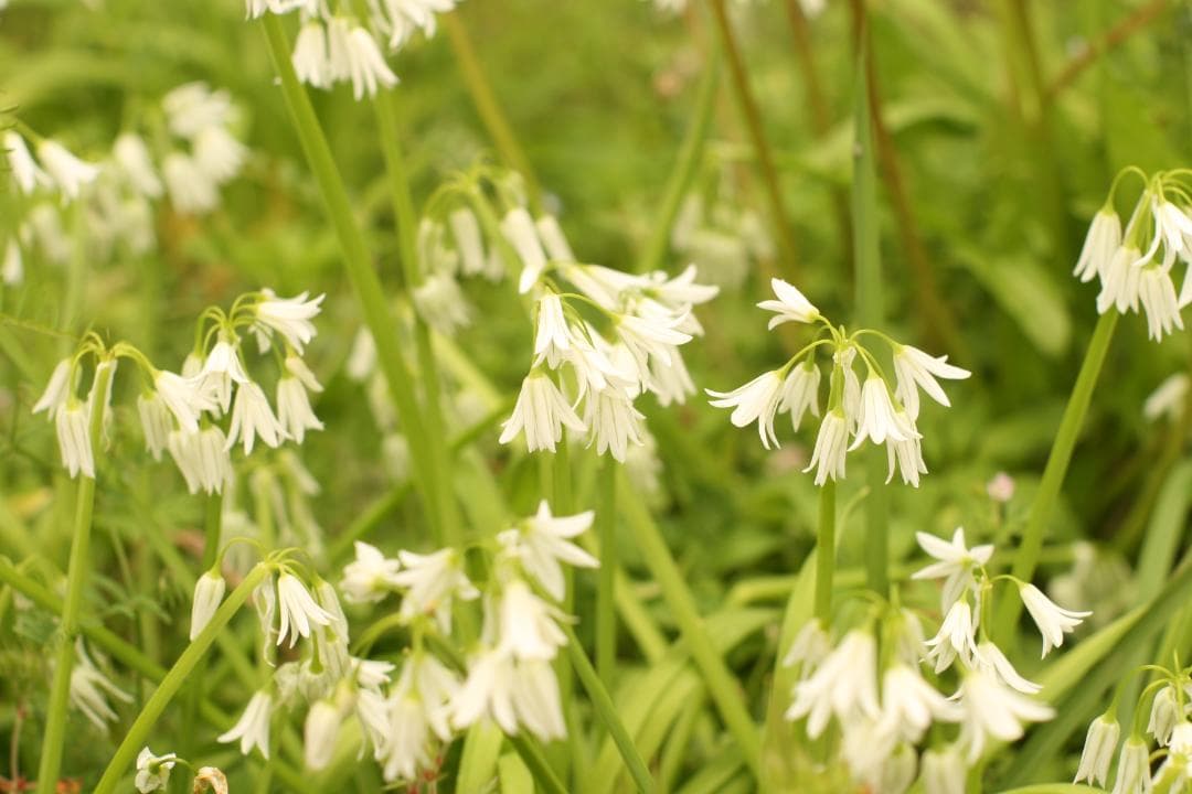 ゴースト作例 50mm f1.4 SMC TAKUMAR 単焦点 6550044