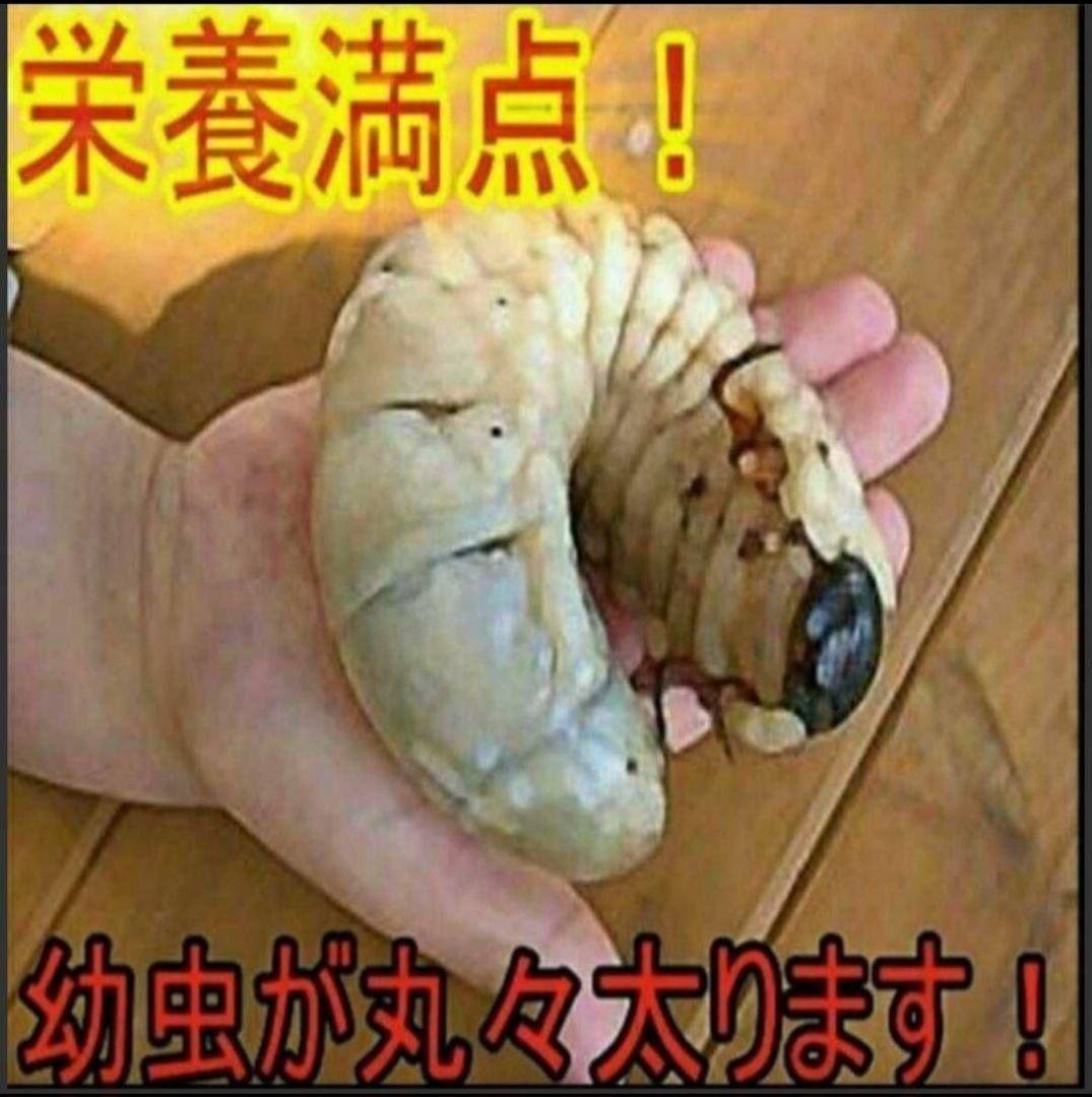 カブトムシ幼虫が大きくなる！発酵マット【たっぷり100リットル】雑虫わかない！