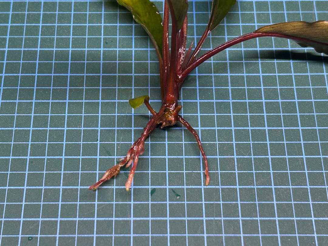 【AZ便】Bucephalandra sp. \"Deep Purple\" 初便