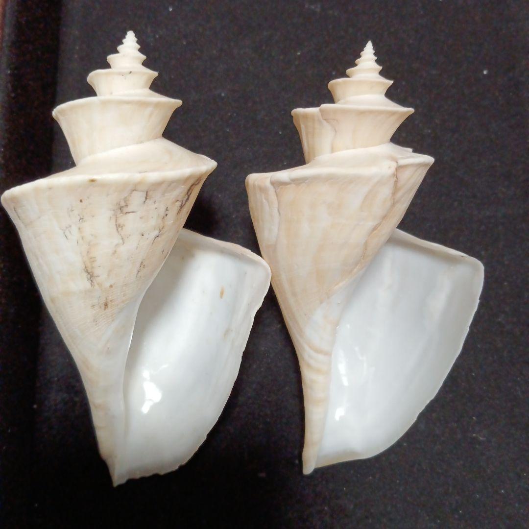 貝殻標本　チマキボラ　③