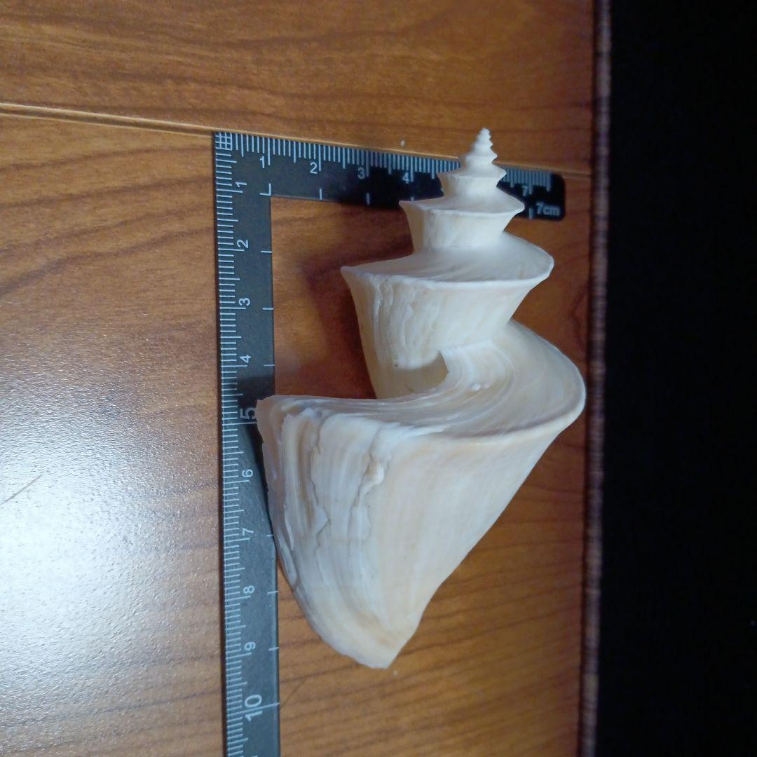 貝殻標本　チマキボラ　③