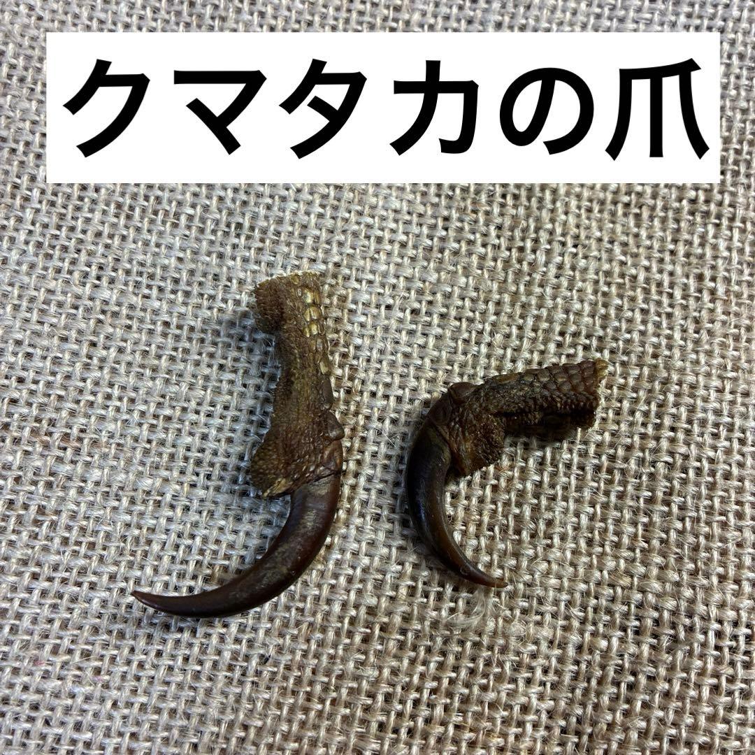 クマタカ　爪　熊鷹　剥製　イーグルクロウ　イーグルクロー　インディアンジュエリー