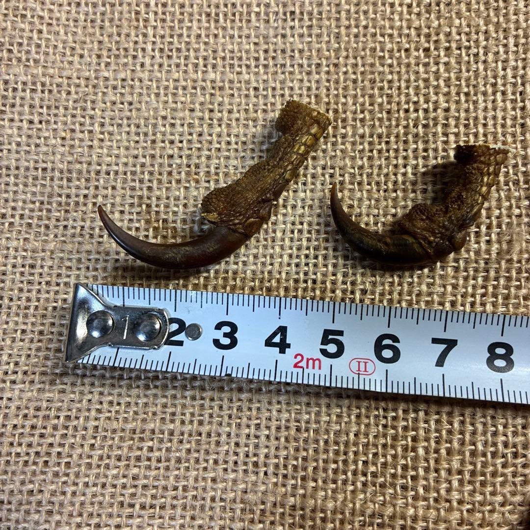 クマタカ　爪　熊鷹　剥製　イーグルクロウ　イーグルクロー　インディアンジュエリー